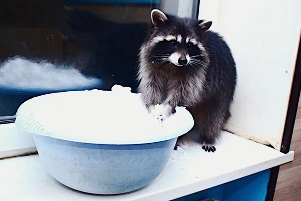 Create meme: pet raccoons, raccoon gargle homemade, raccoon at home 