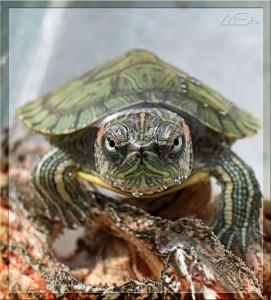 Create meme: slider turtles, trachemys