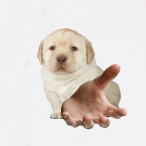 Create meme: labrador retriever fawn, Retriever puppy , Labrador puppy