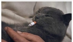 Create meme: cat, cat, the cat smokes meme