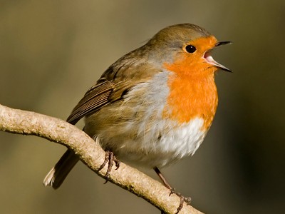 Create meme: a bird with an orange head, a bird with an orange breast, a bird with an orange breast