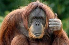 Create meme: orangutan, orangutan, Sumatran orangutan