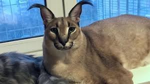 Create meme: cats, Caracal