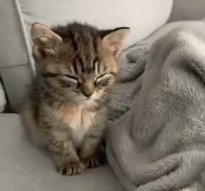 Create meme: sleeping kitten, A calm cat, the kitten is homemade