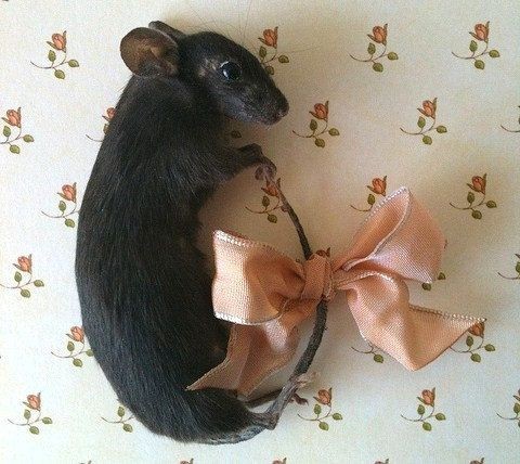 Create meme: decorative rat dumbo, the dumbo rat is black, rat dumbo black sable