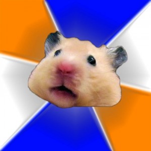 Create meme: hamster, memes, hamster