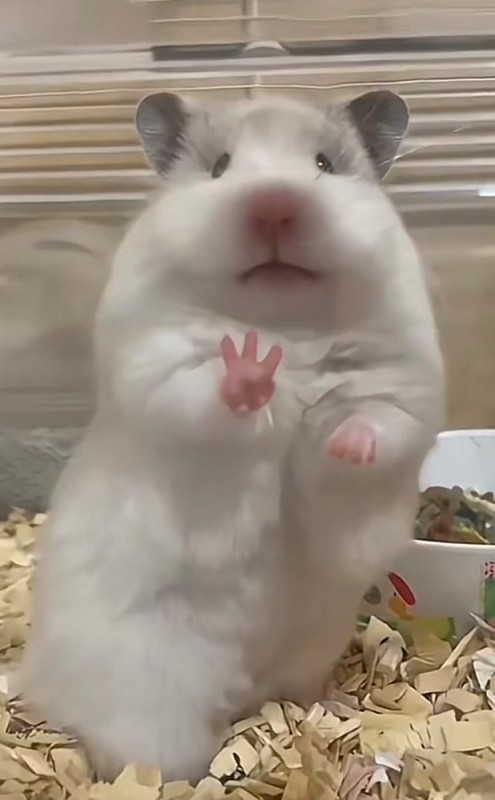 Create meme: syrian white hamster, hamster hamster, A hamster