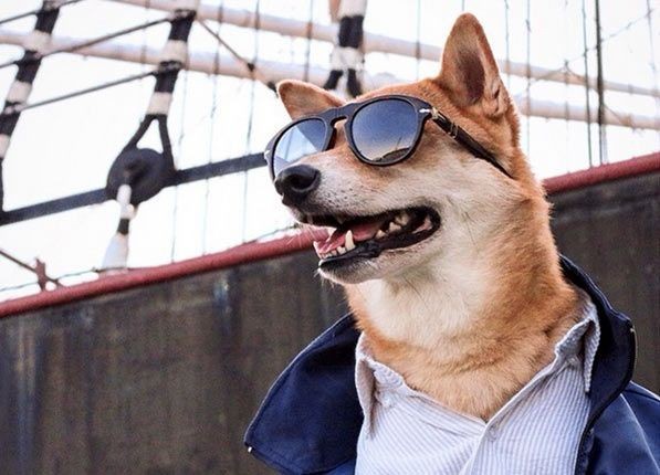 Создать мем: собака в пиджаке, модная собака, крутая собака