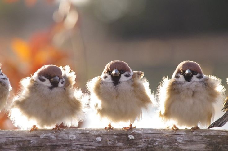 Create meme: dear sparrow, cute sparrows, very cute sparrows