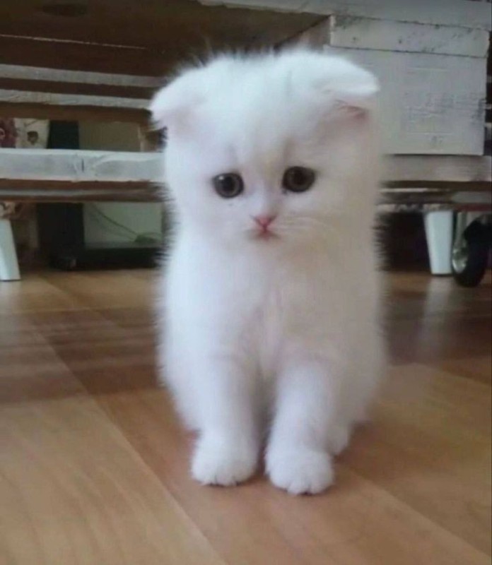 Create meme: fold-eared kittens are white, Scottish fold kitten, a white lop-eared kitten