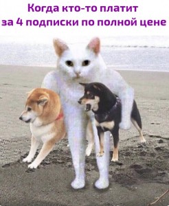 Create meme: dog, Shiba, Akita inu