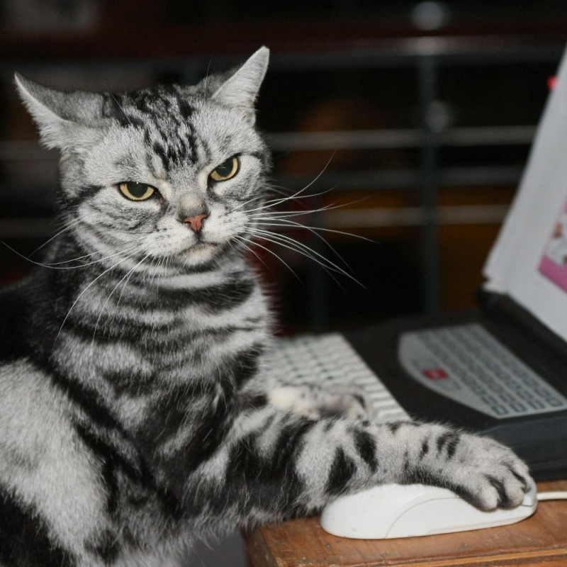 Create meme: the cat at the computer, cat at the computer, a cat with a computer