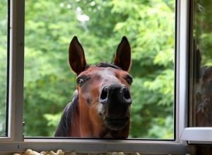 Создать мем: фотографии лошадей, конники, конная полиция