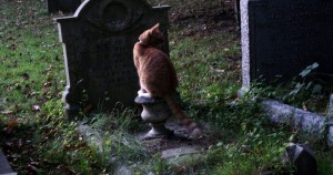 Create meme: cat, old cemetery