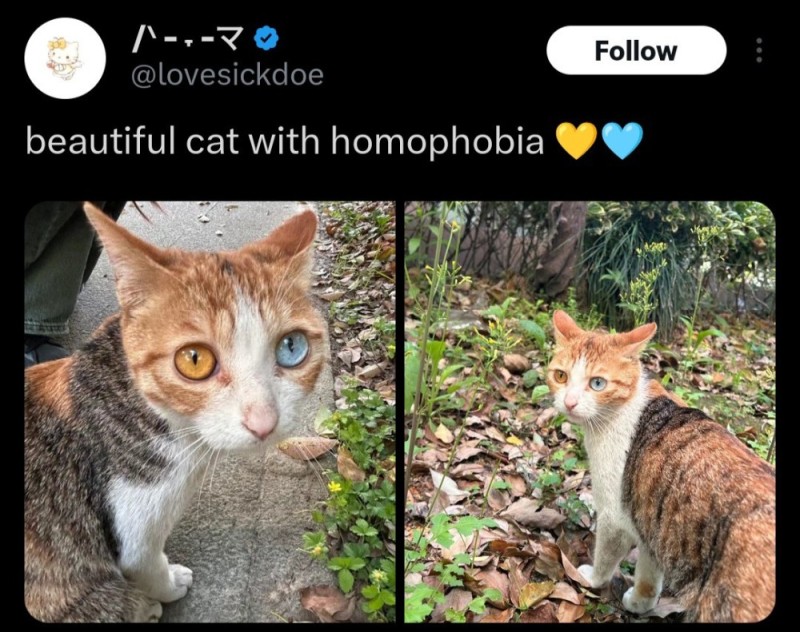 Create meme: cats , cat , cute animals