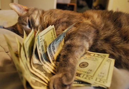 Create meme: cat , money , cash cat