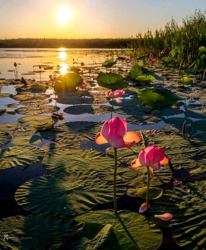 Create meme: lotus blossoms in astrakhan, lake with lotuses, lotus lake at sunset