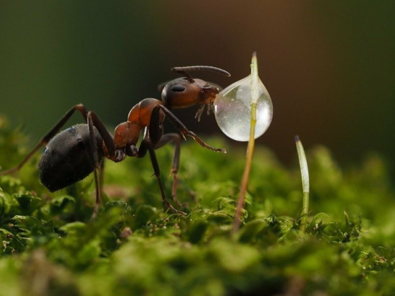 Create meme: ant , red forest ants, ant close-up