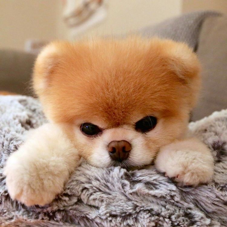 Create meme: pomeranian sad, pomeranian bear cub, Pomeranian boo