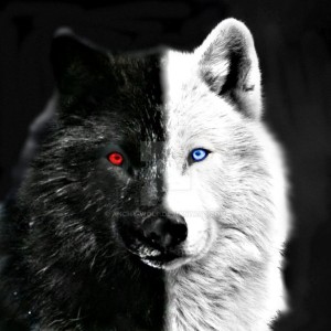 Создать мем: волк черно белый, черный и белый волк, темный волк
