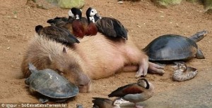 Create meme: animals, capybaras social friendly animals, the capybara
