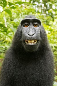 Create meme: chimpanzees, krasnopoyas monkey, selfie monkey