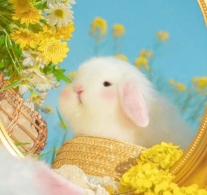 Create meme: animals, rabbit, animals cute