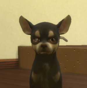 Create meme: breed Chihuahua, Chihuahua puppy, Chihuahua