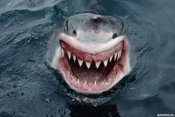 Create meme: great white shark , shark with teeth meme, shark 