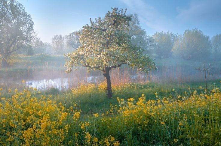 Create meme: summer morning, morning landscape, spring field hills blooming tree