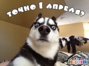 Create meme: husky funny, surprised husky