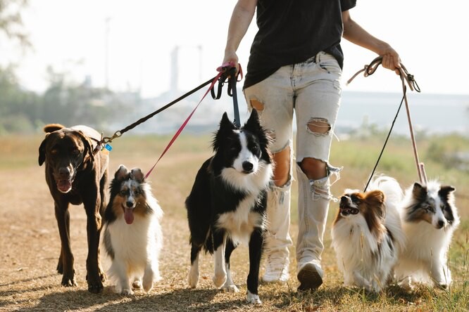 Create meme: sheltie the dog, dog , border papillon