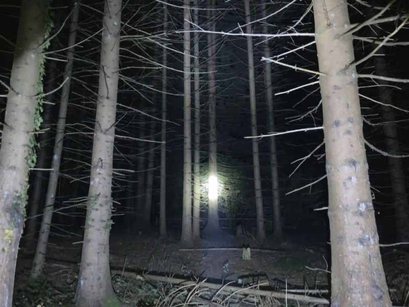 Создать мем: прогулка по лесу, в ночном лесу, мистический лес