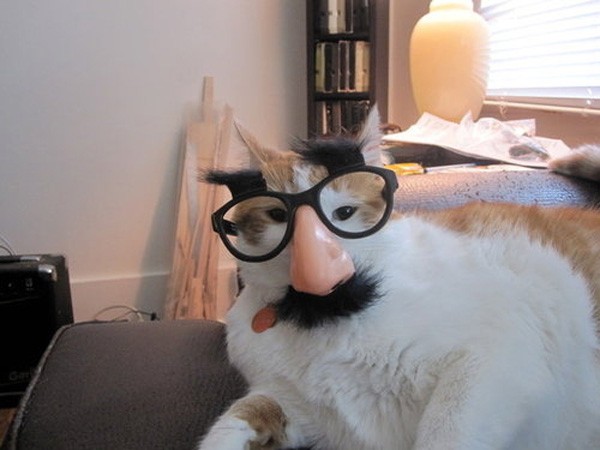 Create meme: cats in glasses, cat , cat with glasses