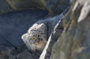 Create meme: Angry manul