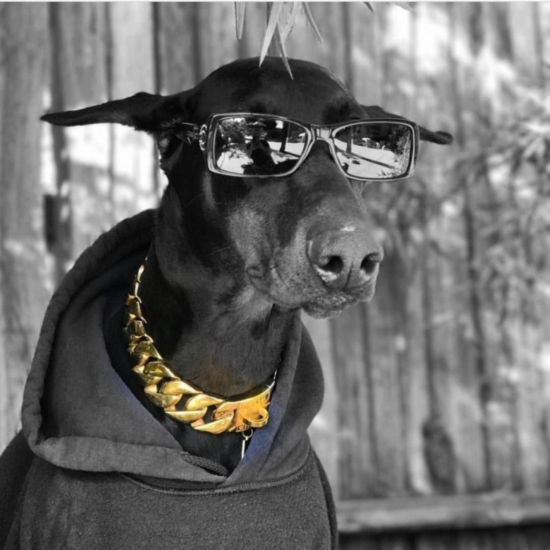 Create meme: doberman, black doberman, The Doberman is funny with glasses