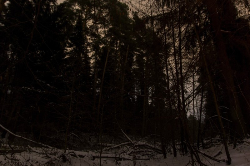 Create meme: dense forest, Gloomy forests, dark forest at night