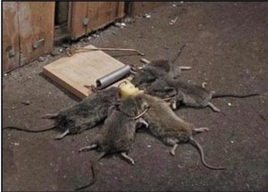Create meme: mousetrap with mouse joke, mouse in a mousetrap funny, mouse in mousetrap pictures