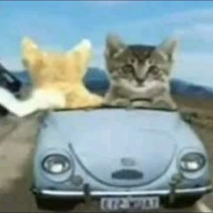 Create meme: good morning, cat in the car
