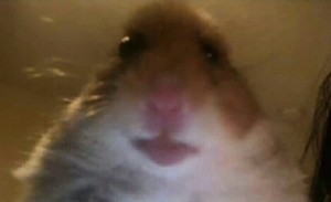 Create meme: hamsters meme, the screaming hamster, The hamster meme in the camera