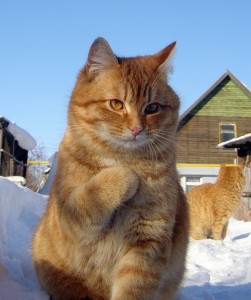 Create meme: brazen red face photo, pictures arrogant cats, arrogant cats photo
