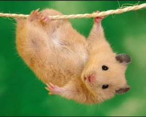 Create meme: Animal, funny hamsters, hamster Syrian