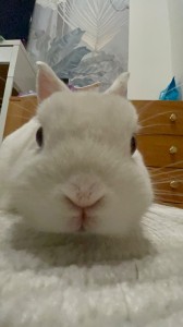 Create meme: white rabbit, a pet rabbit, rabbit