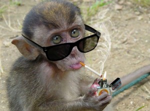 Create meme: monkey in sunglasses, macaque the crab