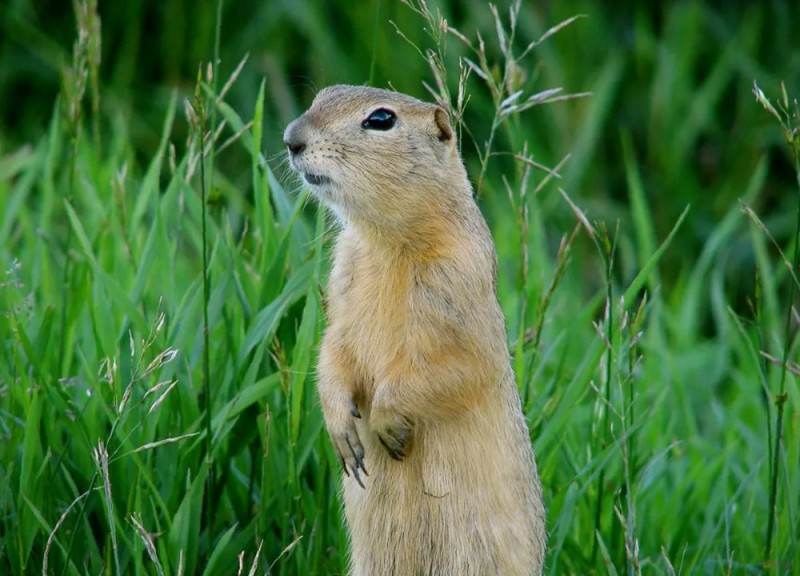 Create meme: steppe gopher, daurian ground squirrel, small gopher