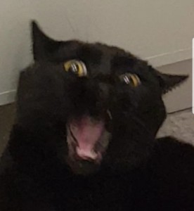 Create meme: the black cat yawns, black cat, Cat