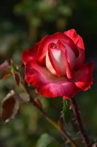 Create meme: rose flower, rose seedlings, rosa