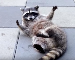 Create meme: raccoon hug, raccoon beggar, raccoon eesha