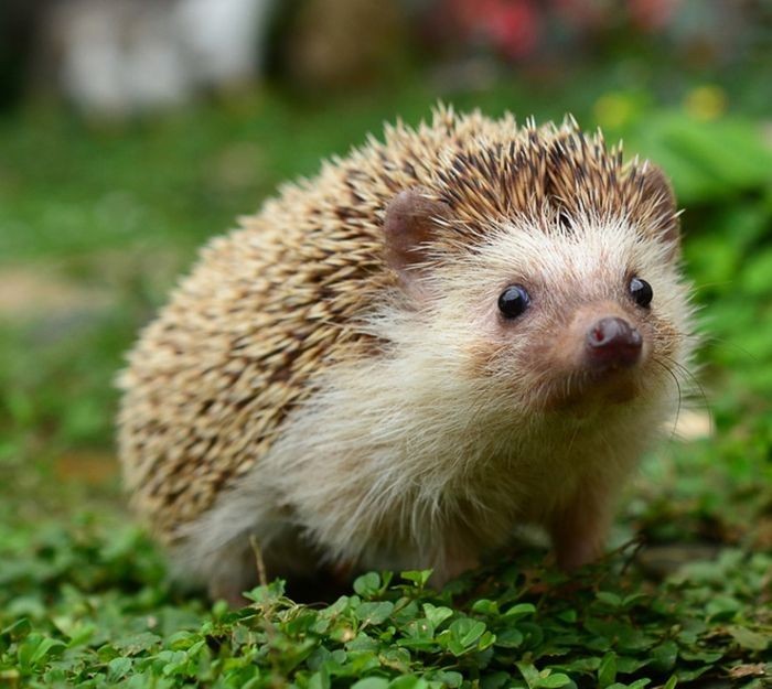 Create meme: homemade hedgehog, hedgehogs, little hedgehog