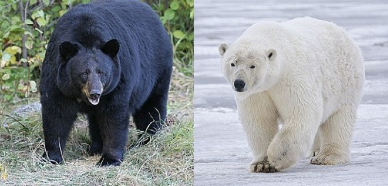 Создать мем: самка черного медведя, суперхищники полярный медведь, белый полярный медведь